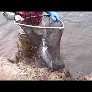 Fly Fishing for Russian Giant Salmon