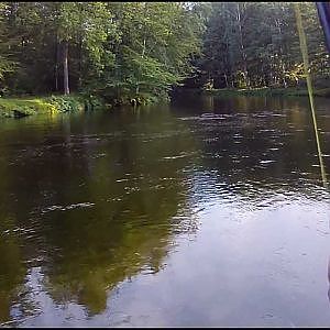 Fly fishing for big atlantic salmon in the famous river Mörrum, Sweden - catch and release by John