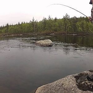 Atlantic Salmon - Kola River, Russia