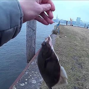 Butt im Hamburger Hafen mit Andy  Flundern Plattfische  in Hambourg #German