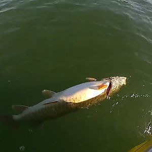 Angler Kills & Tosses Musky for No Reason