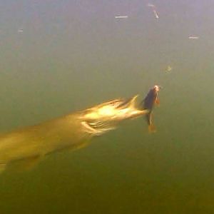 Fishing: pike attack dead bait perch strikes underwater