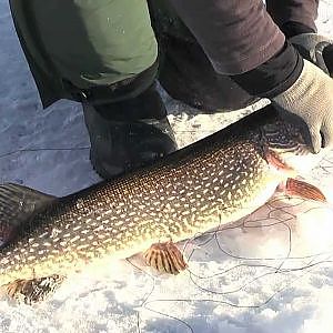 Ice Fishing: Tips for Pike & Walleye on Rainy Lake -- In-Depth Outdoors,
