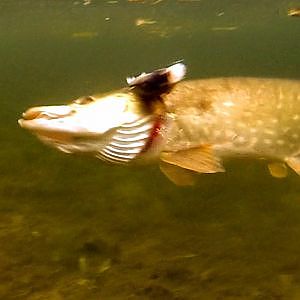 Pike fishing w dead bait: bright /roach vs dark /perch / attack. Щука атакует мёртвую рыбу подводой.