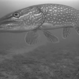 BEST Underwater Ice Fishing For Northern Pike Video