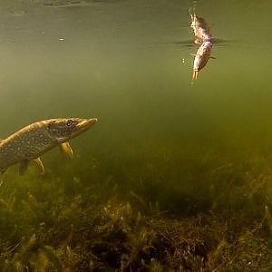 Fishing: surface & top-water pike attacks & strikes on dead-baits.