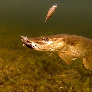 Big vs small 2: does size matter (for pike) Fishing with dead bait. Рыбалка: aтака щуки подводой.