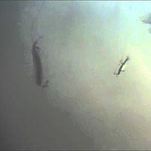 Pike and bass underwater fishing camera