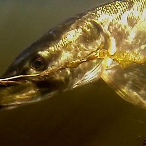Pike fishing with lures, underwater action camera.