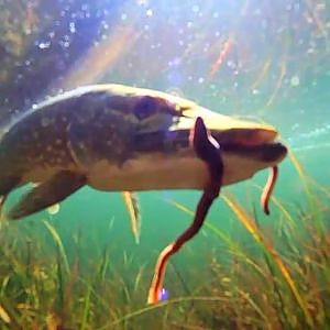 Unterwasseraufnahme Drill , Hecht beißt auf Tauwurm - Pike biting on worms, underwater recording