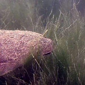 Riesiger Hecht - Tauchgang im Sundhäuser See mit kapitalen Hecht