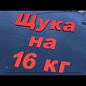 Щука весом 16 кг