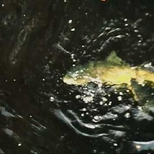Eel attacks brown trout (New Zealand)