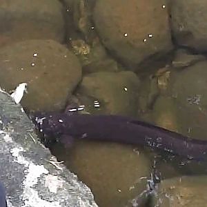 Massive Eels in BoP NZ