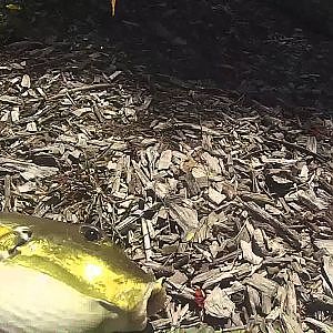 Brisbane river fishing-Big silver conger eel