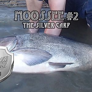 Moossee #2 The Silver Carp (Der Silber Karpfen)