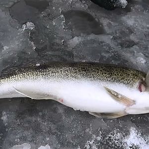 Рыбалка зимой от Михалыча. Ловля со льда щуки и судака