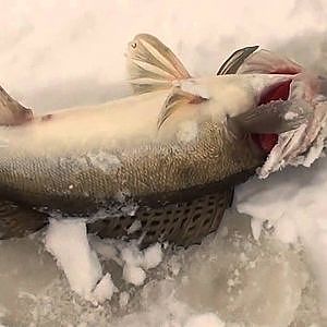На рыбалку в Разнежье зимой. Щука и судак на жерлицы.