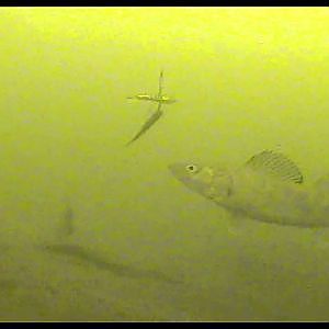 Quinte Ice Fishing Team & Marcum LX9 Underwater