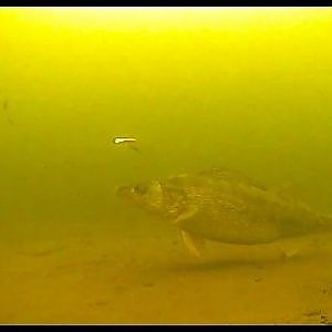 Incredible underwater walleye footage!