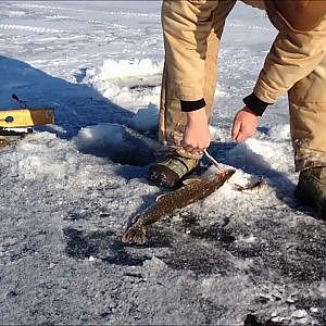 Minnesota Tip up Ice Fishing Highlights for 2012-2013