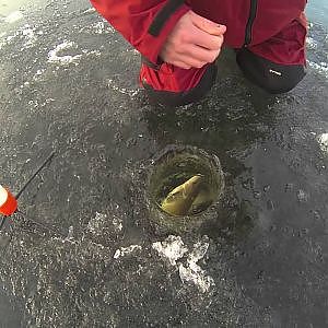Ice Fishing 4 - Perch & Walleye