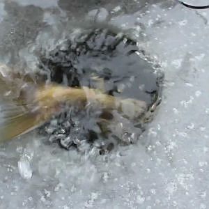Quinte Ice Fishing Team - Bay of Quinte Hardwater Walleye Guide Service - Ice Fishing