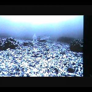 Catching Whitefish with Marcum VS380 underwater fish cam