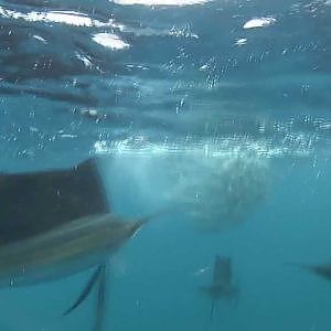 Sailfish Isla Mujeres underwater footage of Bait Ball