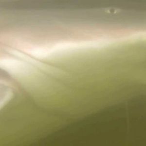 Heraldo Pamplona Filmagem subaquática de piraiba 1,90 m gigante no Rio das Mortes