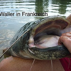 Angler-Blog: Waller in Frankreich