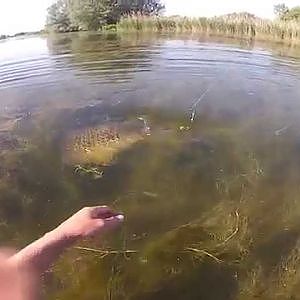 wild carp stalking: combat de titan