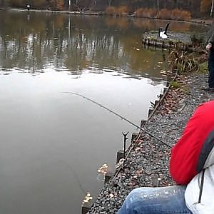 le secret de la pêche au feeder. 1 carpe en 20 secondes!!!