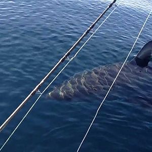 18+ Ft Great White Shark Stalks Boat on video (part 1)