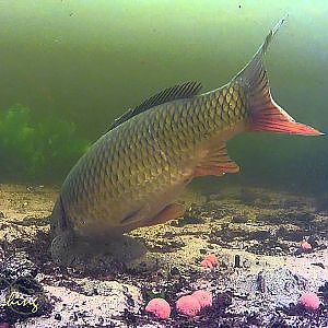 Complete Big Carp Drill underwater and above (HD)