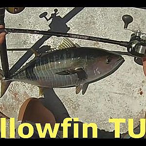 Yellowfin Tuna Fishing- Malihini - H&M Landing - San Diego, CA