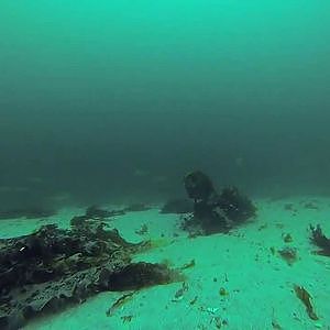 Norwegia dorsze pod wodą cod under water gopro 2013