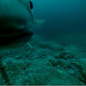 Norwegia dorsze pod wodą cod under water gopro 2014