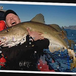 NORWAY COD FISHING - HALIBUT -COAL FISH -WOLF FISH -LING - DREAM FISHING ADVENTURE HOLIDAYS