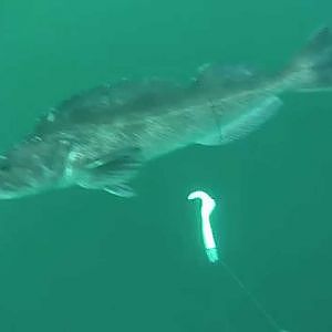 Ling cod underwater bites