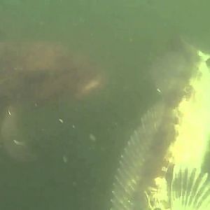 Ling Cod Attack!