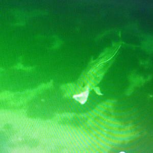 Dorsch-Livebiss - Mit der Unterwasserkamera  direkt am Fisch...Unterwasseraufnahmen
