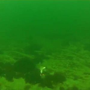 Schleppangeln Livebisse Dorsch, mit der Unterwasserkamera dabei!...Unterwasseraufnahmen