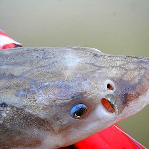 Cascadia Big Fishing Year - White Sturgeon - Willamette River, Portland Oregon