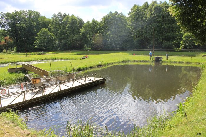 Teichanlage Stuer - Bild von FM Henry
