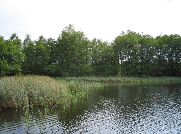 Muchelwitzer See - Bild von Zotteltier