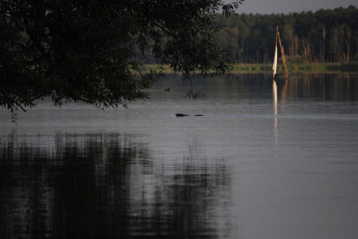 Neuendorfer See - Bild von Bartl