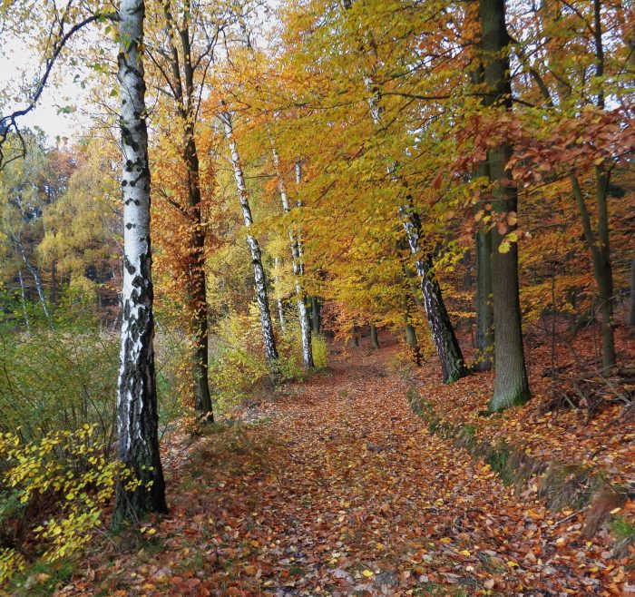 Ochsenpfuhl bei Försterei Liepe - Bild von BIG OMA