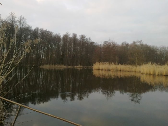Bucher Teich I - Bild von Panke