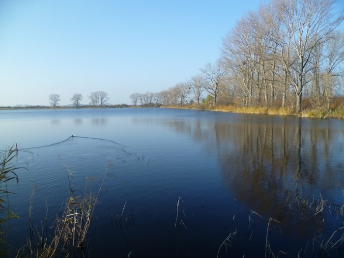 Grüner Teich bei Tornitz - Bild von strangemaik 
